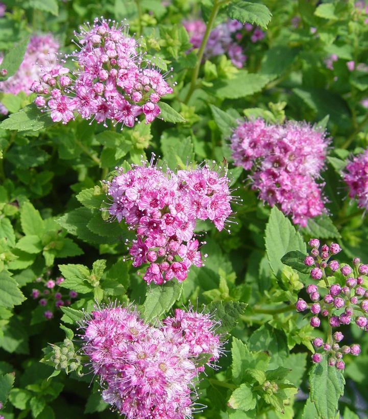 Spiraea jap. Little Princess