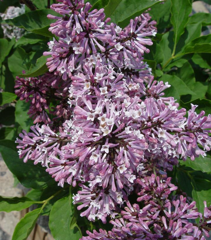 Syringa patula 'Miss Kim'