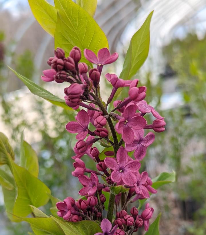 Syringa X hyacinthiflora Declaration