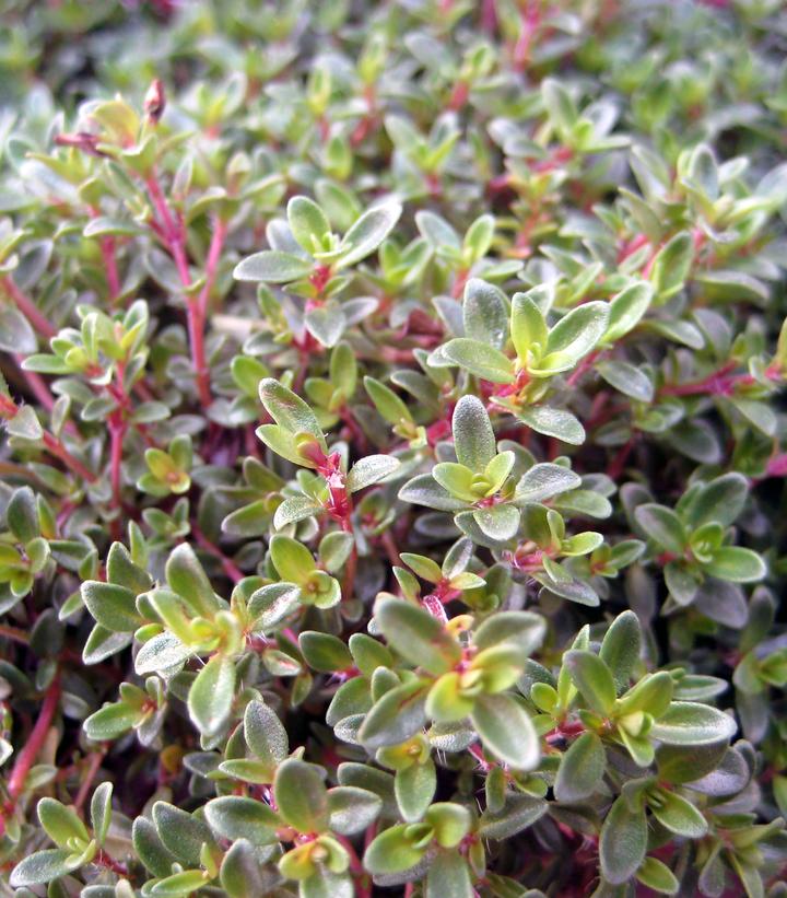 Thymus praecox 'Purple Carpet'