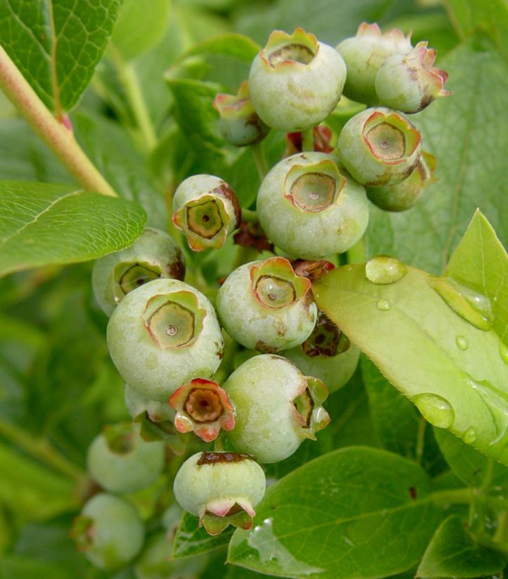 Vaccinium corymbosum 'Patriot'