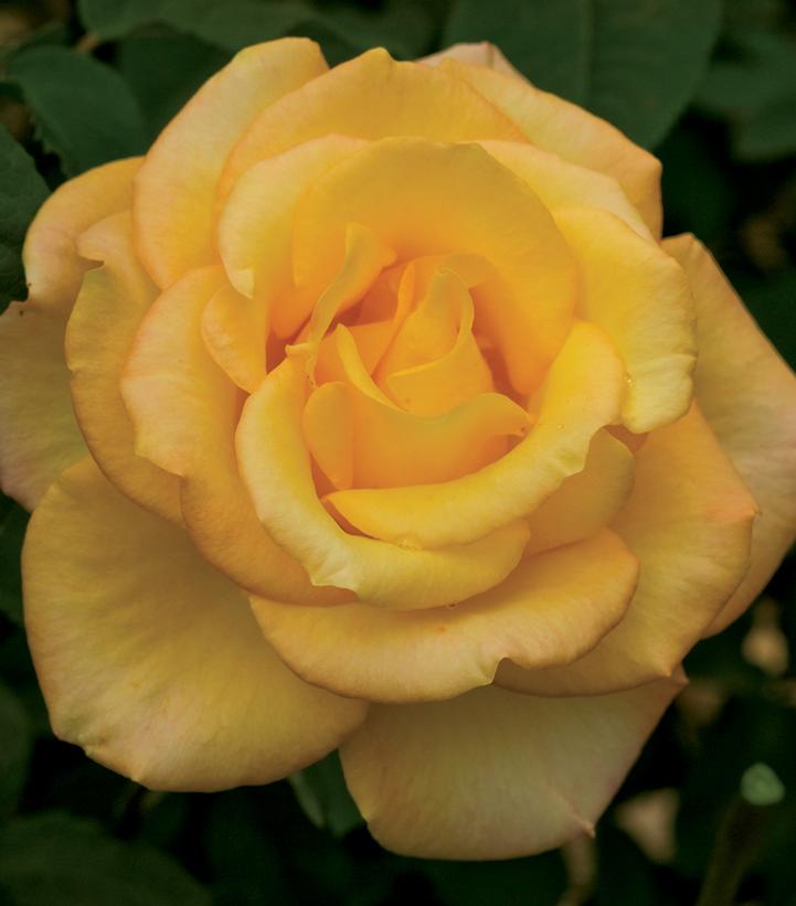 Rosa Gold Medal®