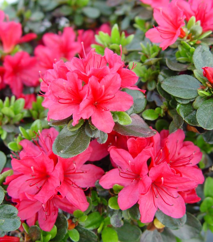 Azalea Hino Crimson