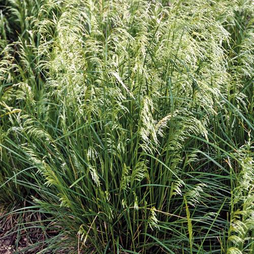 Deschampsia cesp. Pixie Fountain