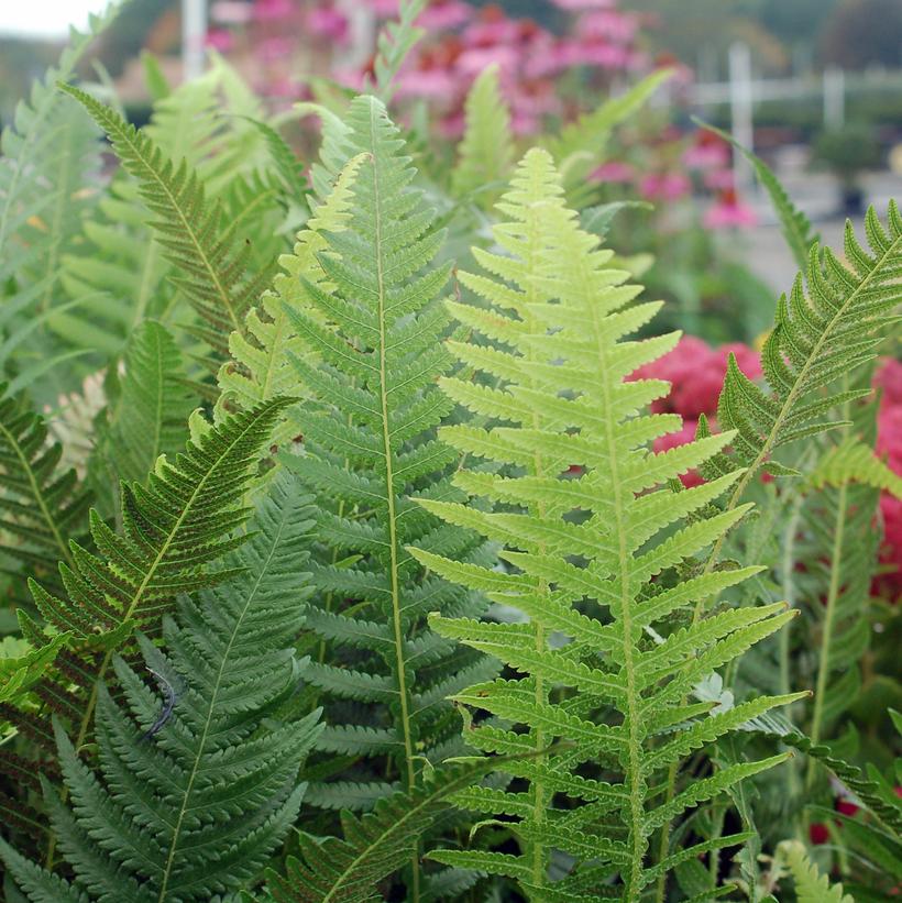 Thelypteris decursive-pinnata 