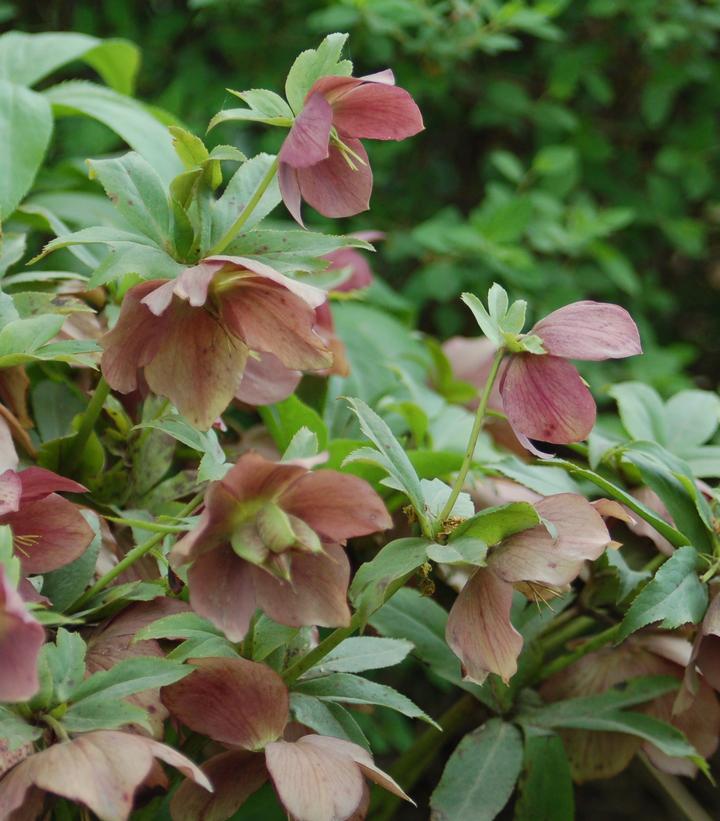 Helleborus x Royal Heritage™