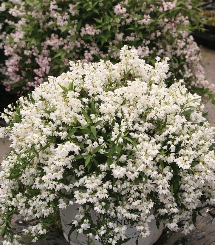 Deutzia x Yuki Snowflake®