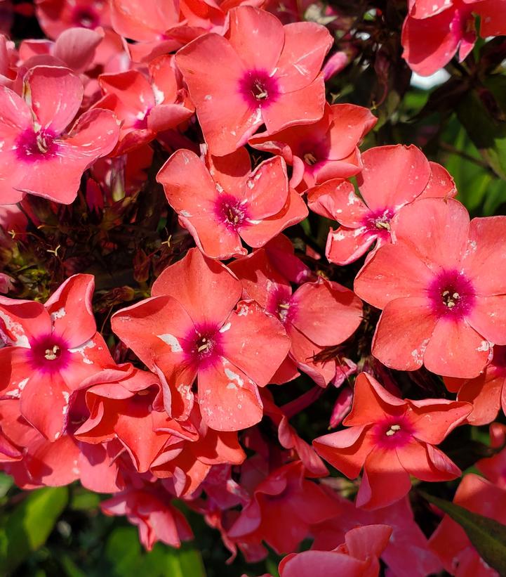 Phlox paniculata Coral Crème Drop™