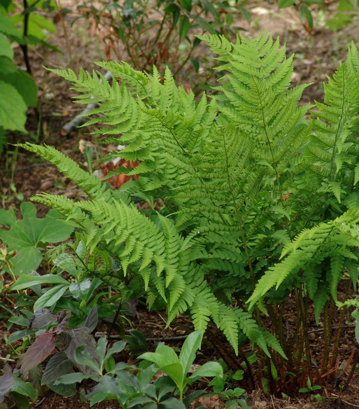 Dryopteris goldiana 