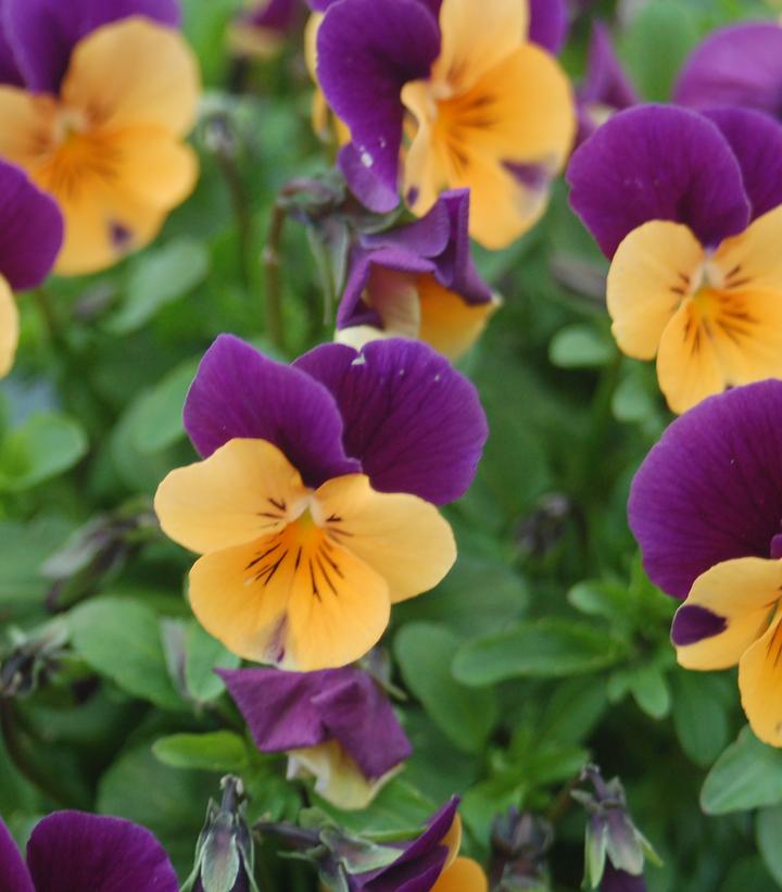 Viola Penny™ Orange Jump-up