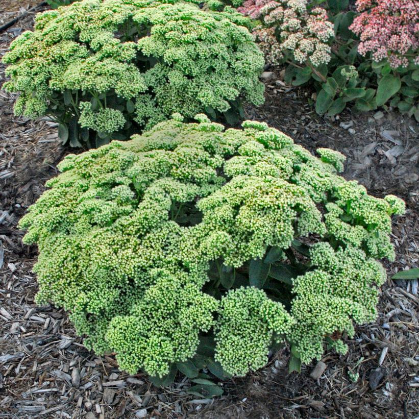 Sedum hybrid Rock 'N Grow® Rock 'N Grow® Lemonjade