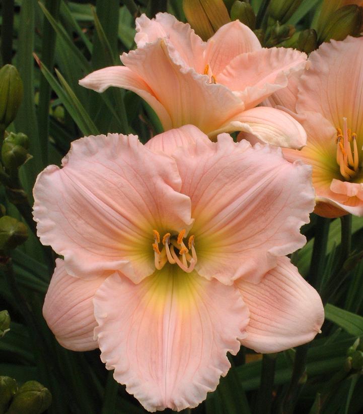 Hemerocallis 'Barbara Mitchell'