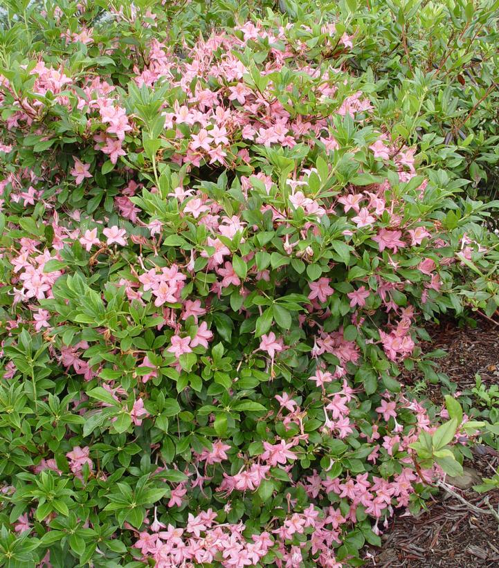 Azalea viscosum Pink and Sweet