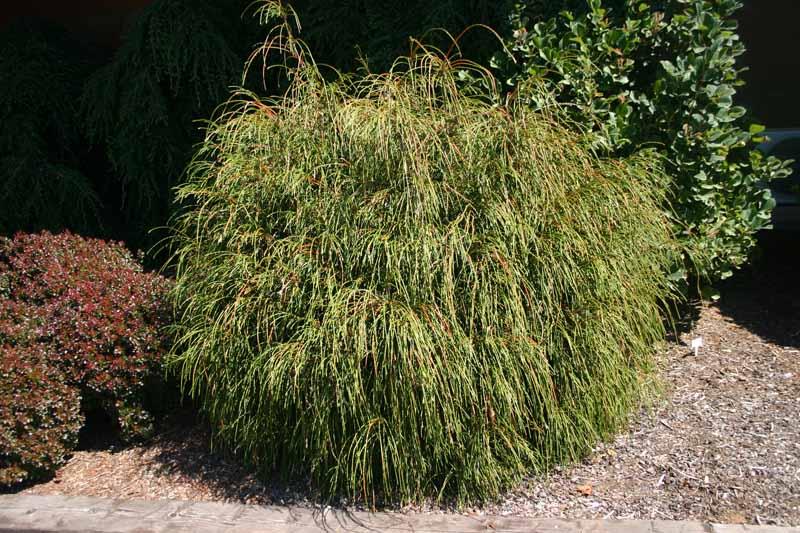 Thuja plicata Whipcord