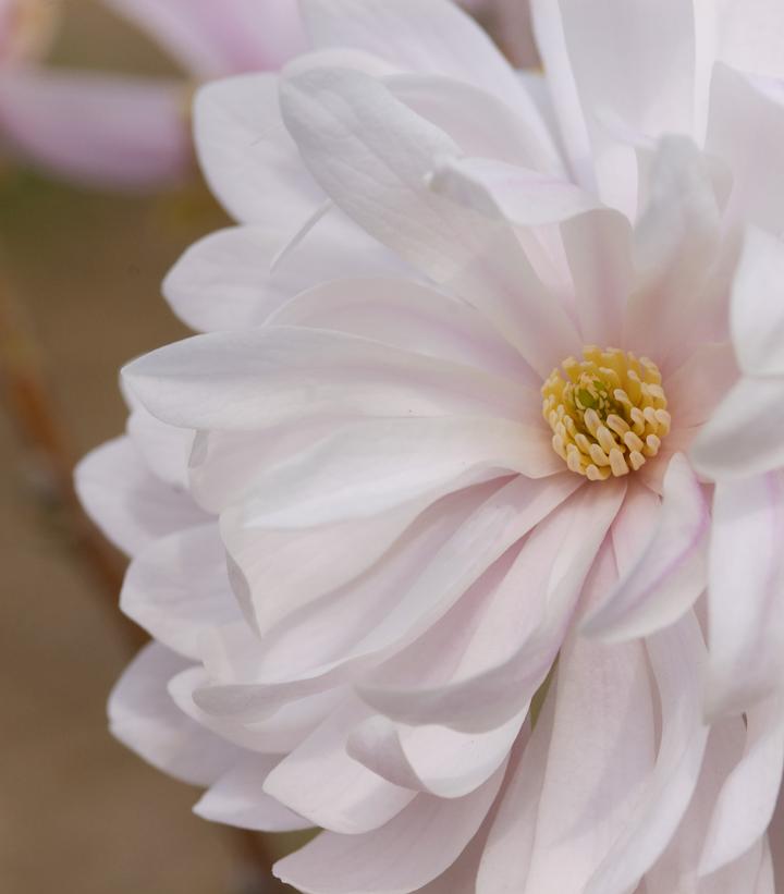 Magnolia stella Centennial Blush™