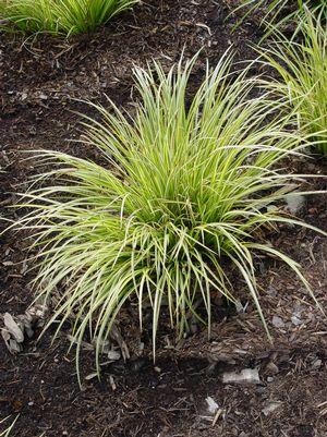 Carex morrowii Evergold