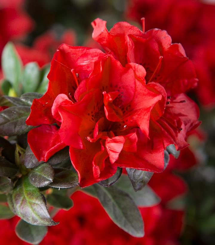 Azalea Encore® Autumn Fire®