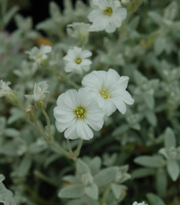 Cerastium tomentosum 