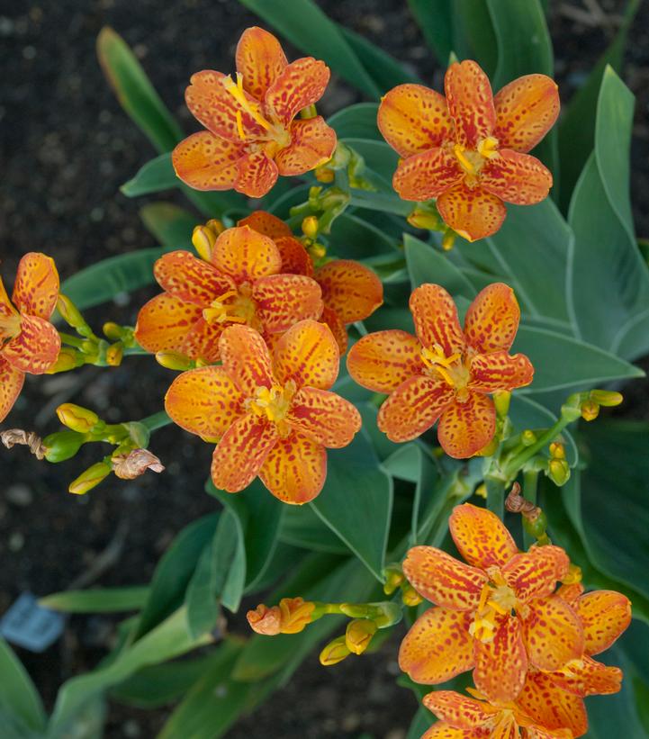 Belamcanda chinensis 'Freckle Face'