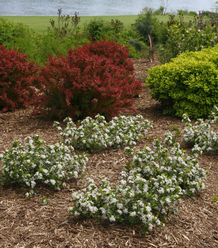 Aronia melanocarpa Low Scape Mound®