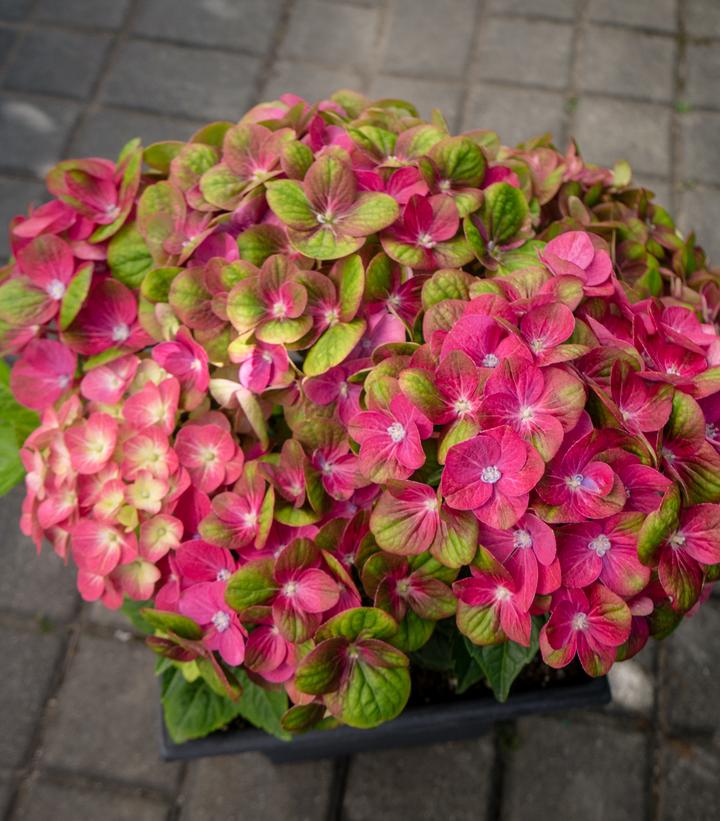 Hydrangea mac. Tilt A Swirl™