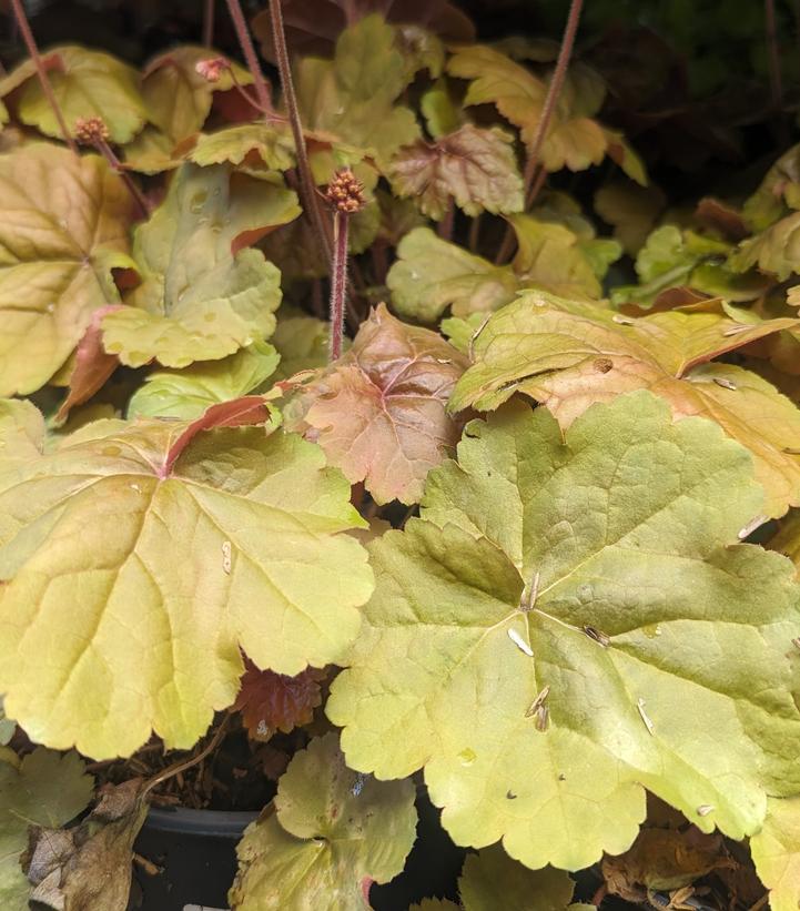 Heuchera Apricot