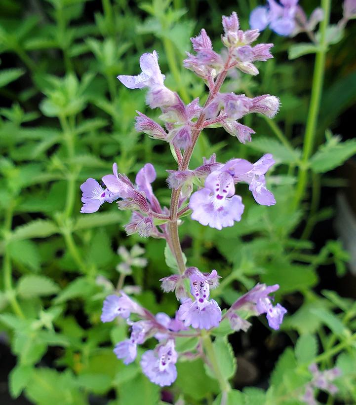 Nepeta x faassenii Junior Walker™