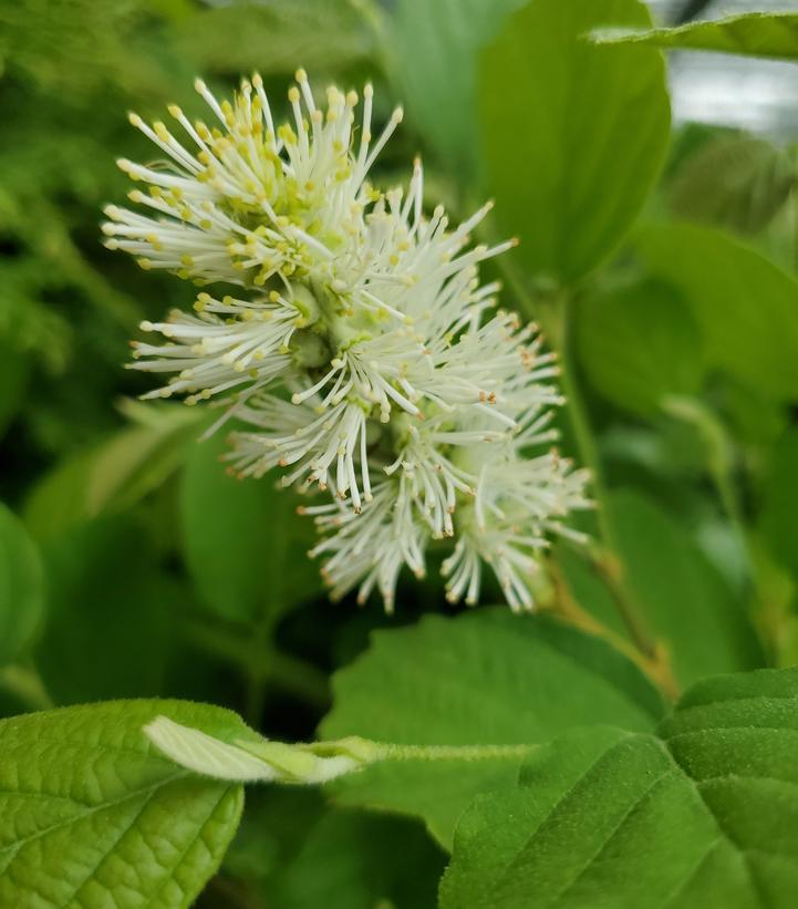 Fothergilla gardenii 