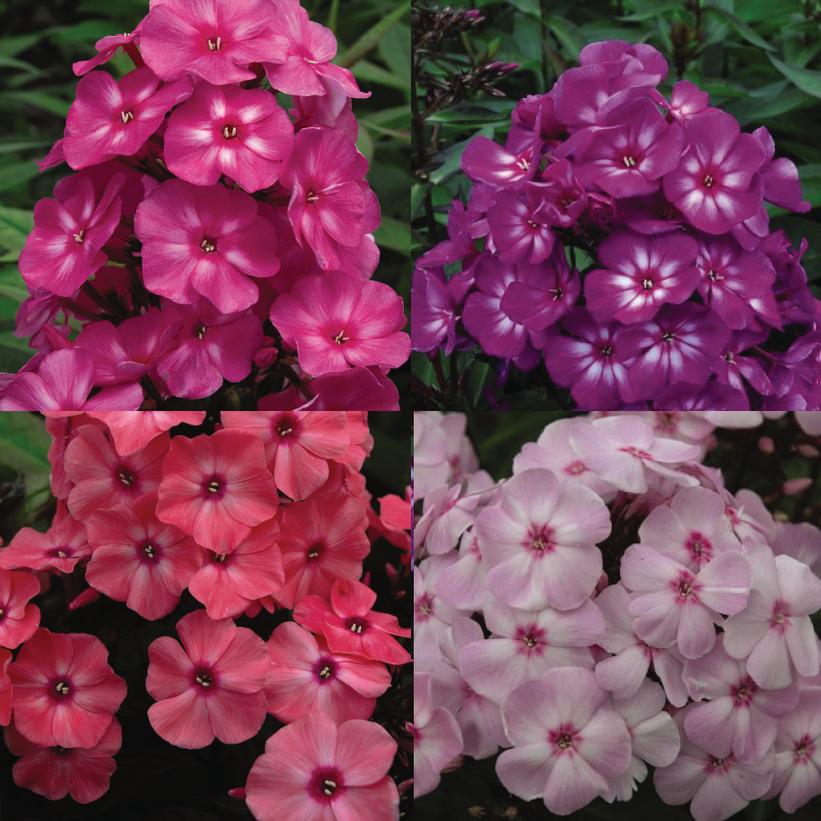 Phlox First Editions® Medley Mix