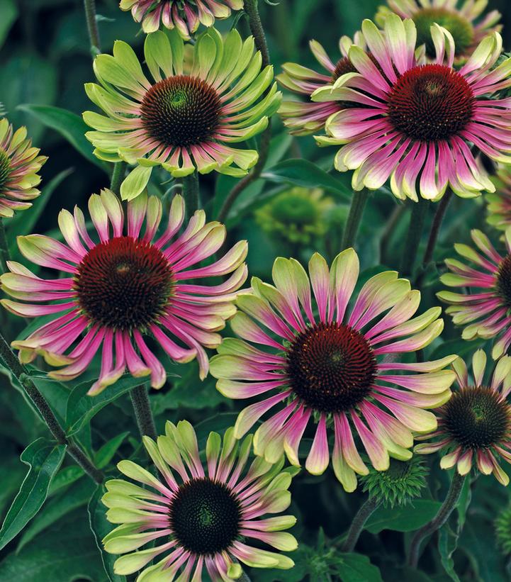 Echinacea Green Twister