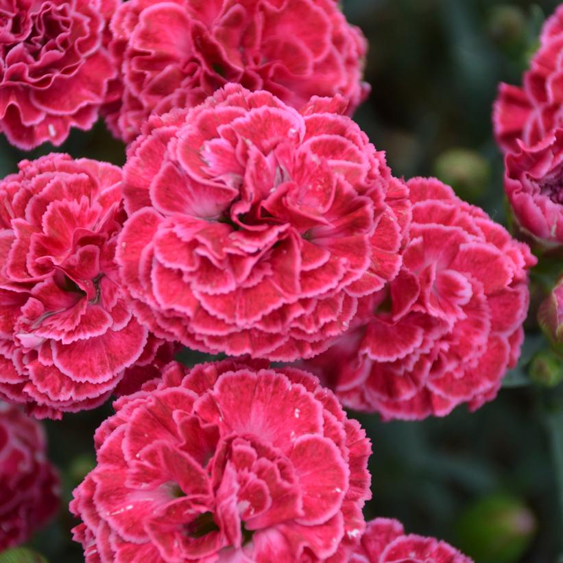 Dianthus hybrid Fruit Punch® Fruit Punch® Raspberry Ruffles