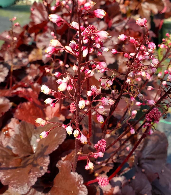 Heuchera Forever® Red