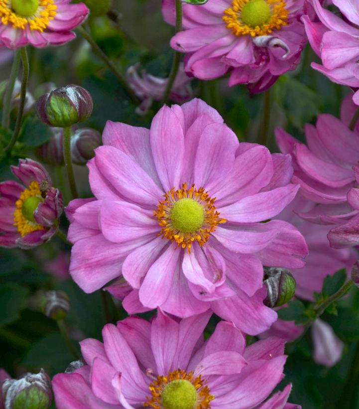 Anemone 'Curtain Call Pink'