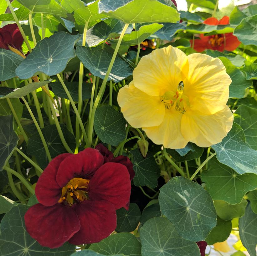 Tropaeolum majus 'Night and Day'