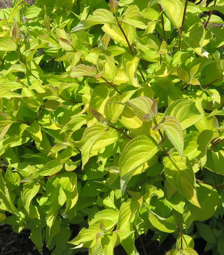 Cornus alba Neon Burst™