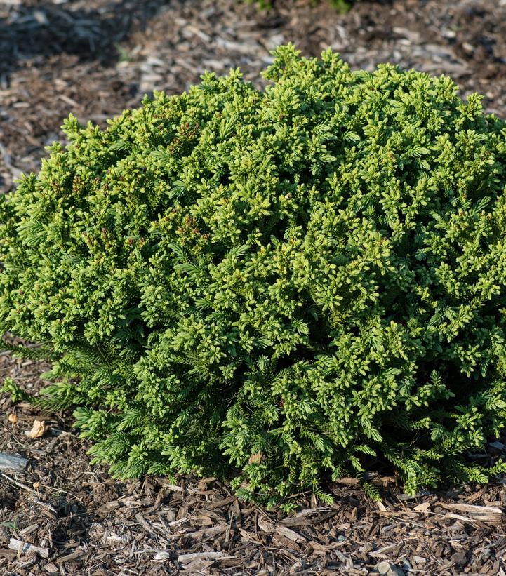 Cryptomeria japonica Dragon Prince™