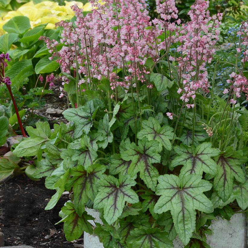 Heucherella 'Pink Fizz'