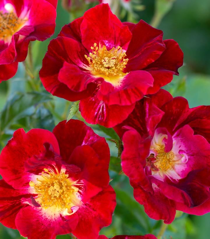 Rosa 'Red Streamer'