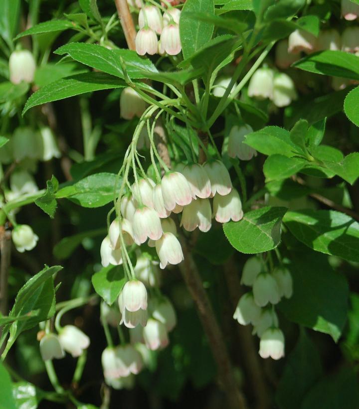 Enkianthus campanulatus 