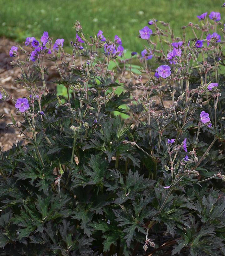 Geranium pratense 'Boom Chocolatta'