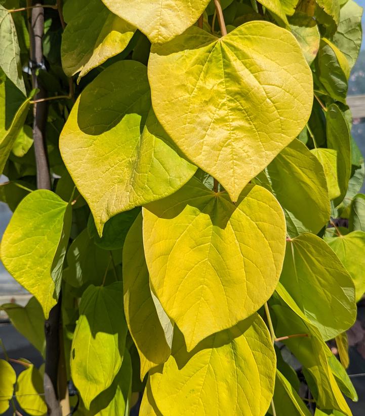 Cercis canadensis Golden Falls®