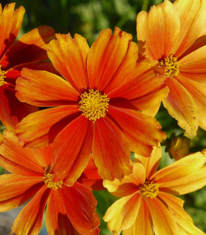 Coreopsis Li'l Bang™ 'Darling Clementine'