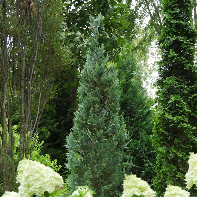 Chamaecyparis lawsoniana Pinpoint® Blue