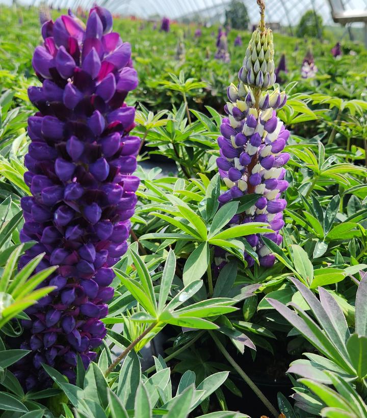 Lupinus p. lupini Blue Shades