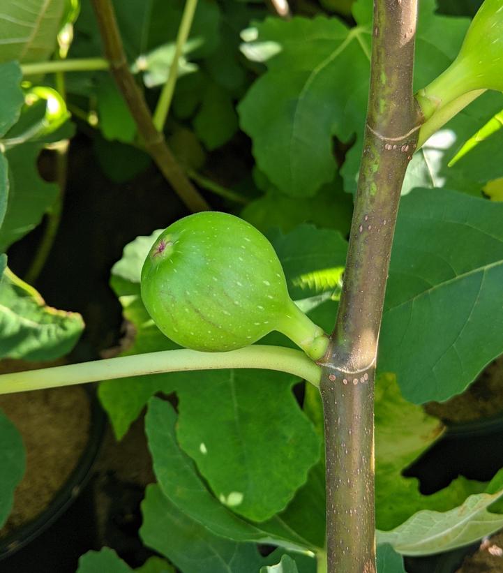 Ficus carica Verns Brown Turkey