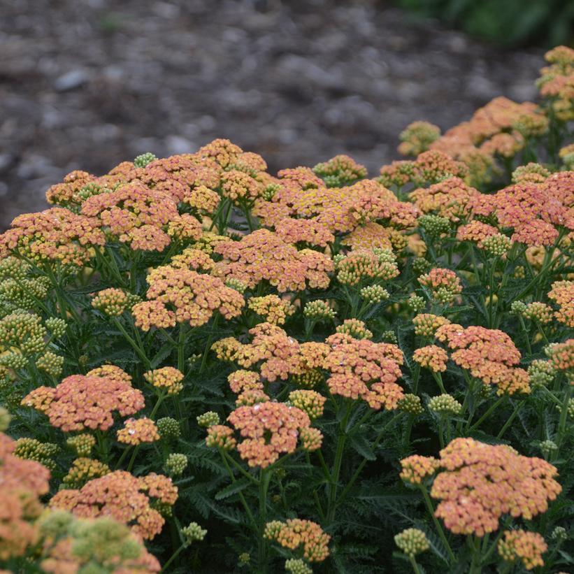 Achillea hybrid 'Firefly Peach Sky'