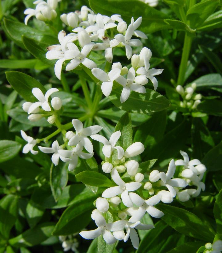 Galium odoratum 