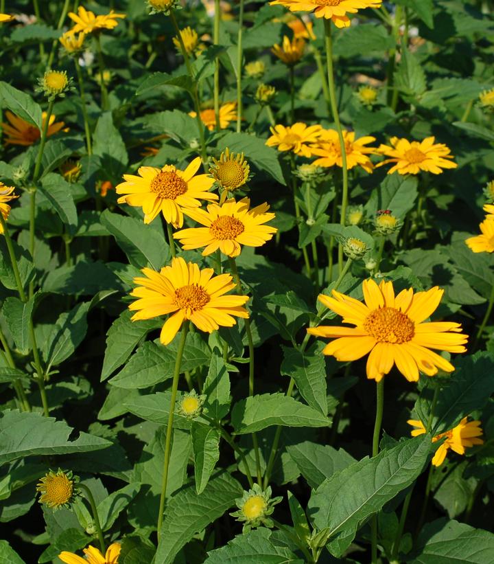 Heliopsis Tuscan Sun