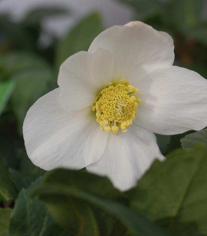 Helleborus niger HGC Jacob