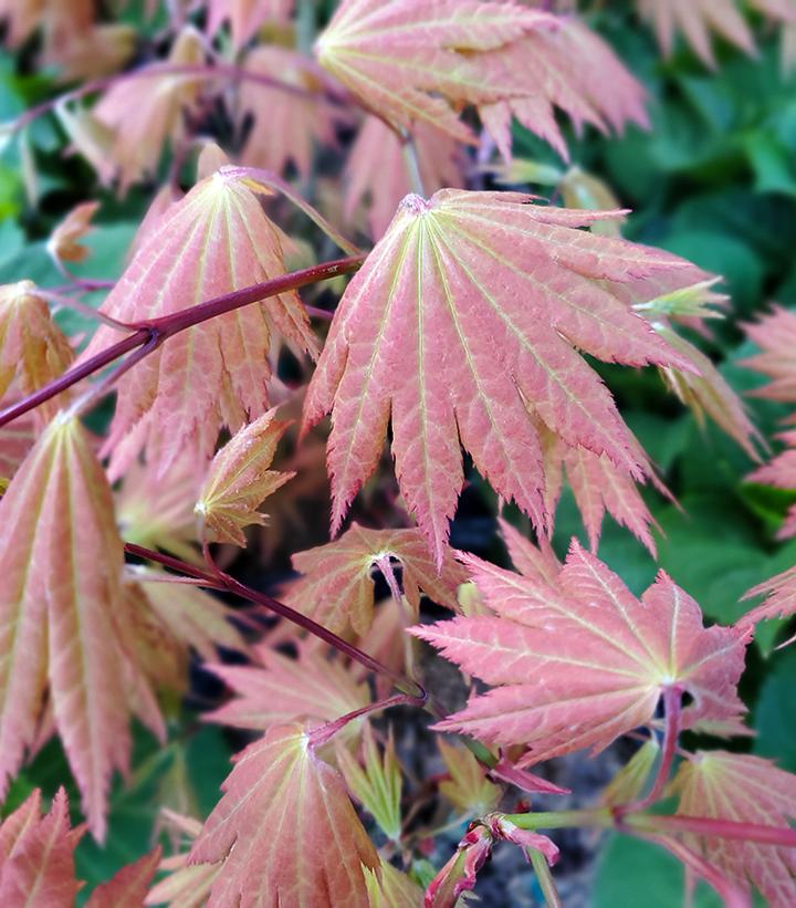 Acer shirasawanum Autumn Moon